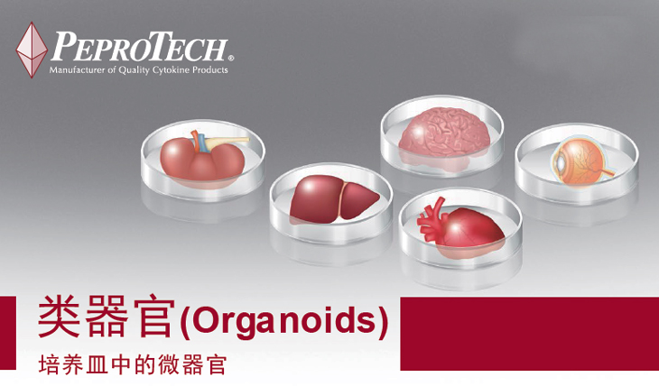 类器官(Organoids) 培养皿中的微器官
