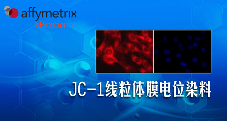 JC-1线粒体膜电位染料