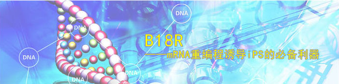 B18R--mRNA重编程诱导iPS的必备利器