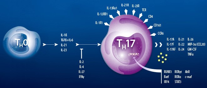 Th17细胞介绍