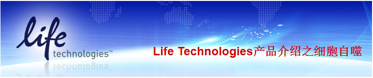 Life Technologies细胞自噬产品