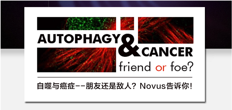 自噬与癌症是朋友还是敌人？Novus告诉你！