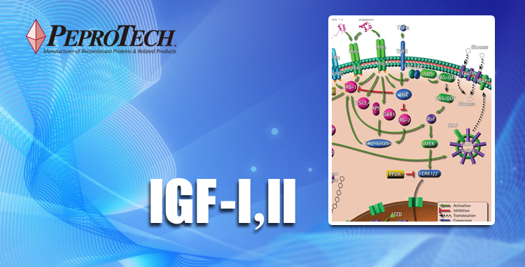  Peprotech产品推荐：IGF-I 生长激素介质