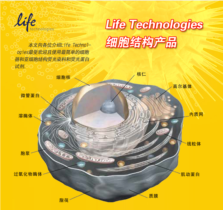 Life Technologies细胞结构产品（二）