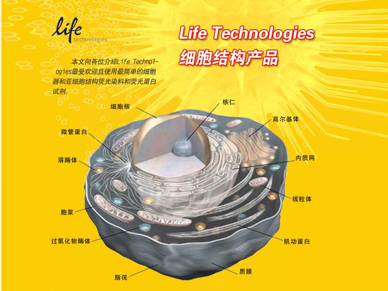 Read more about the article Life Technologies细胞结构产品（二）