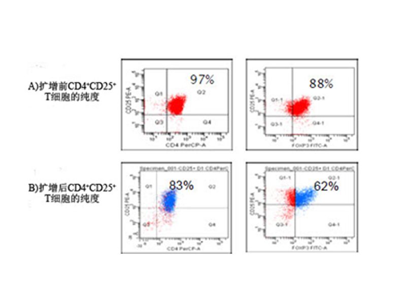 Read more about the article 美天旎：调节性T细胞（Treg）分选与扩增