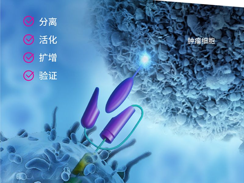 Read more about the article PeproTech CAR-T细胞研究