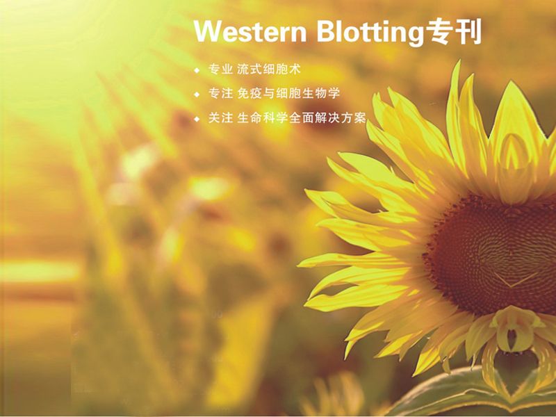 Read more about the article 做Western！找联科生物！